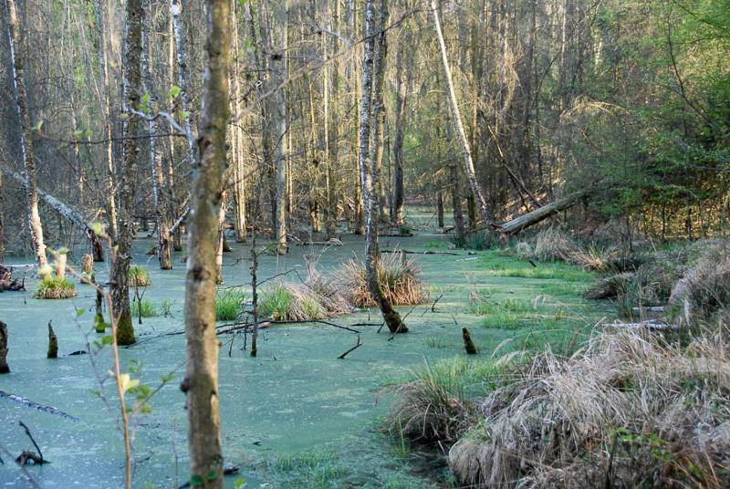 Ferienwohnung Uckermarkblick Ziehten Bagian luar foto